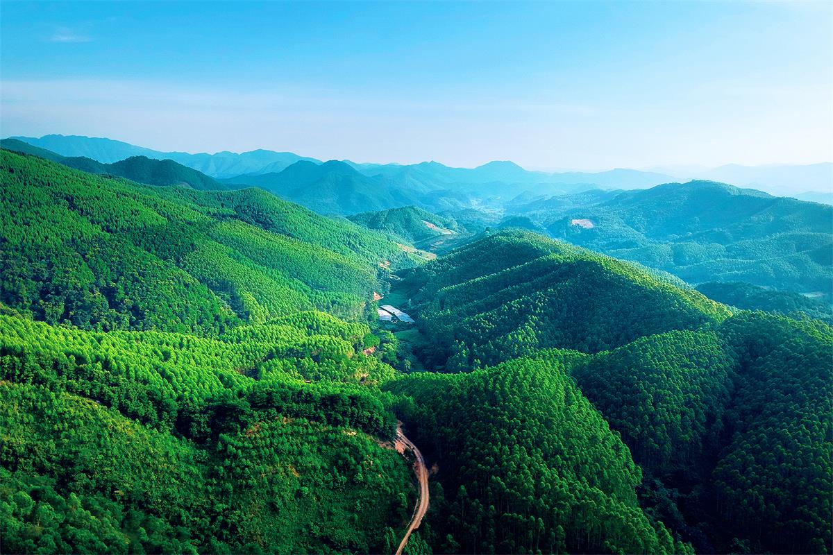 0　　黃冕林場(chǎng)國家儲(chǔ)備林基地.jpg