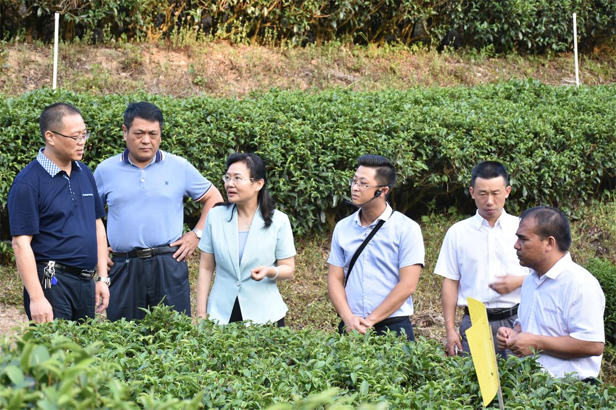 2　　廣西自治區(qū)林業(yè)局副局長鄧建華（左三）調(diào)研林場(chǎng)茶業(yè)產(chǎn)業(yè)示范區(qū).jpg