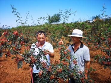 岳陽林紙打通產(chǎn)業(yè)扶貧主干道  精準接力助致富(1)674.jpg