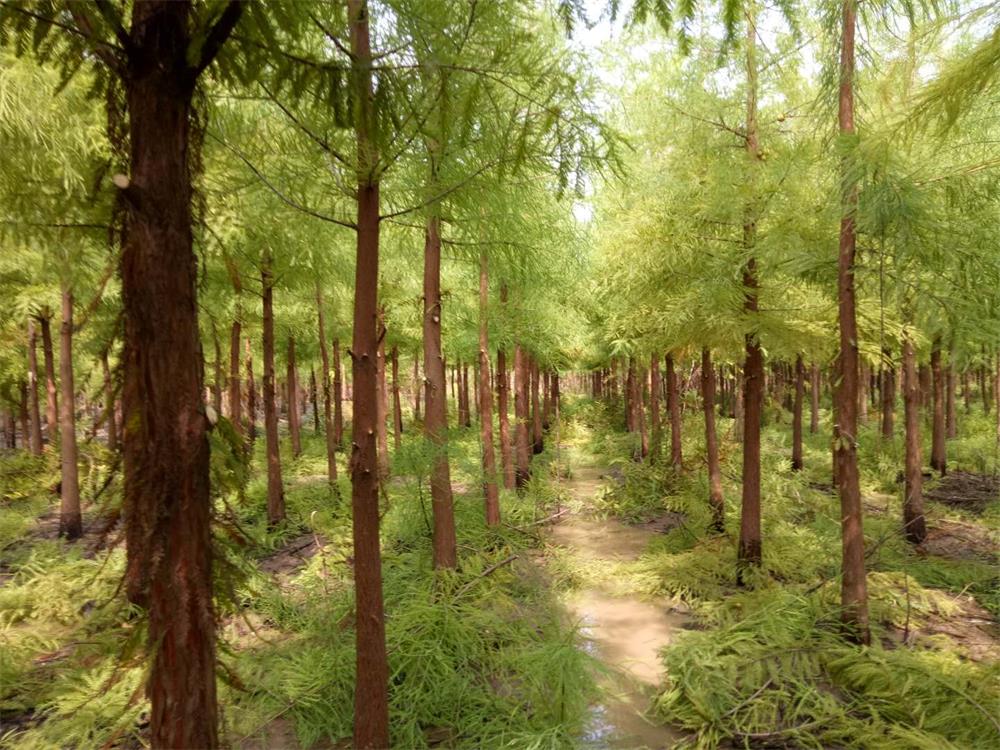 茂源林業的綠化苗木基地靚景.jpg