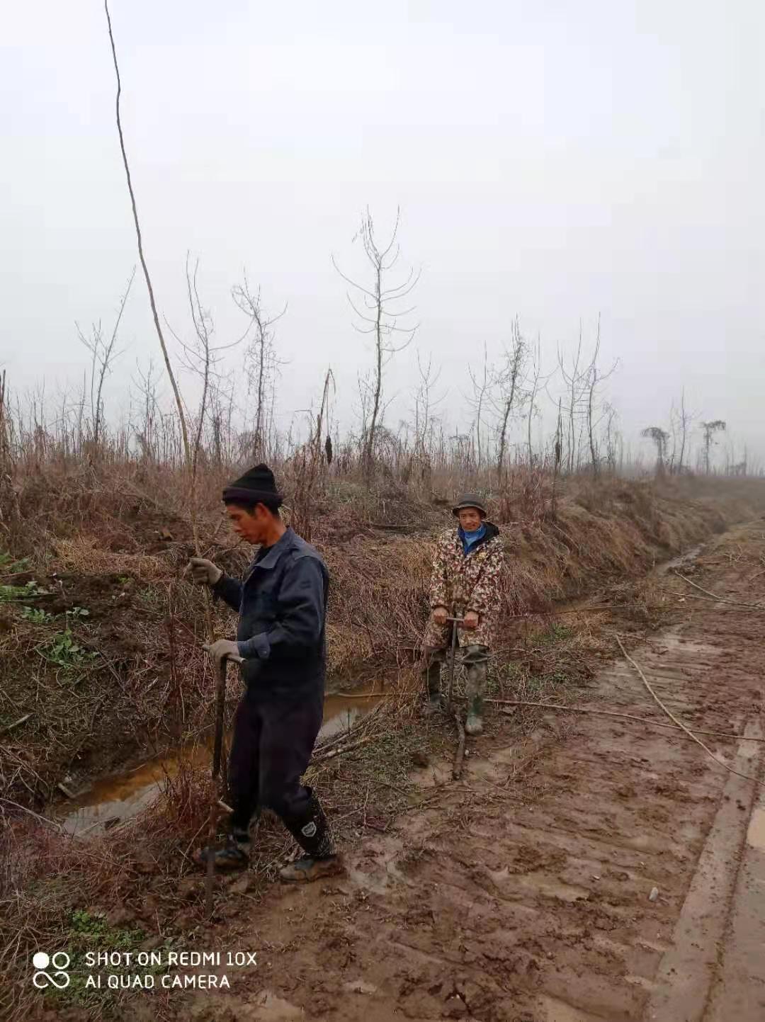 常德基地充分利用溝渠邊造林.jpg