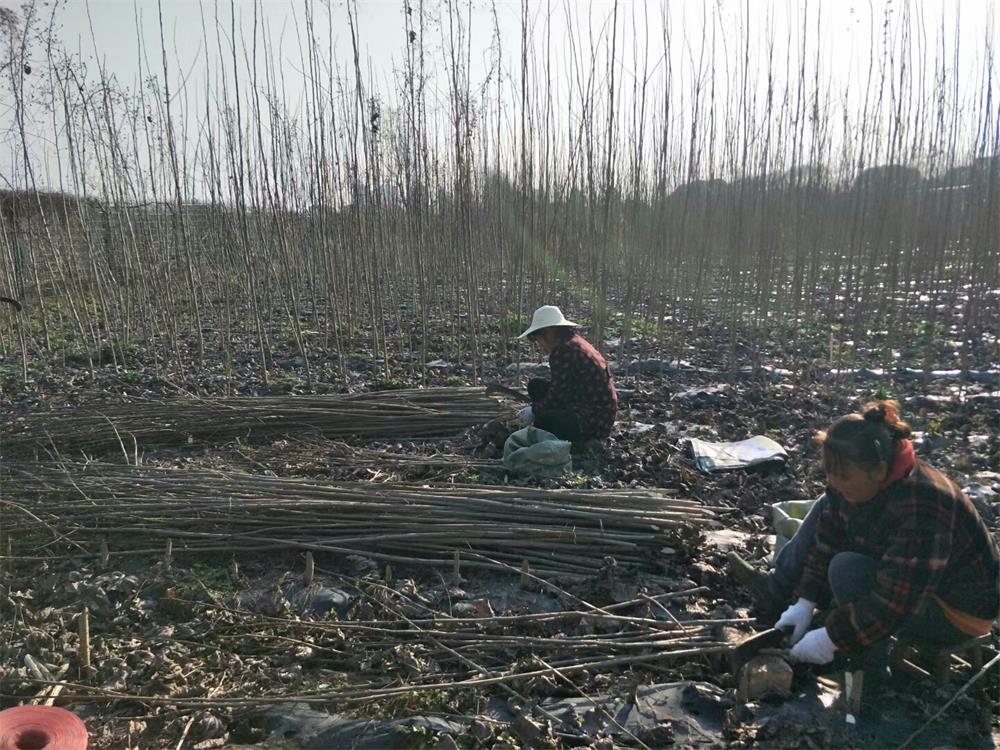 岳陽君山良種育苗基地施工.jpg