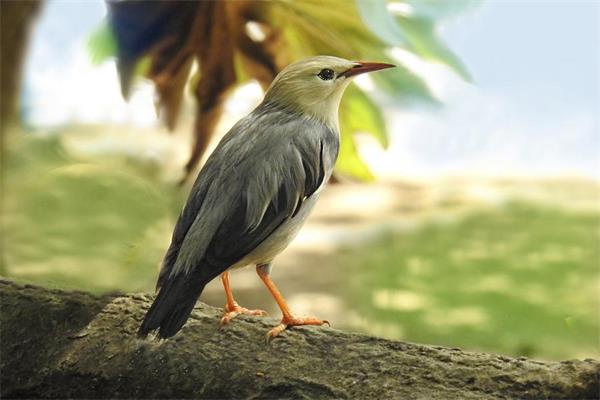 中國鳥種數量刷新，1491種！
