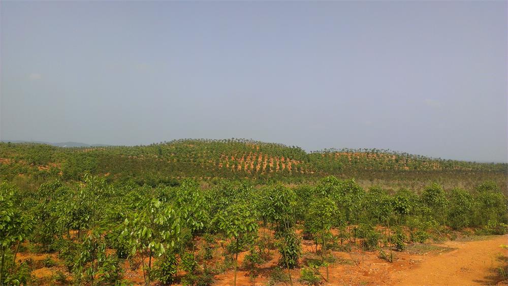 湖南茂源林業有限責任公司綠化苗木基地一角.jpg
