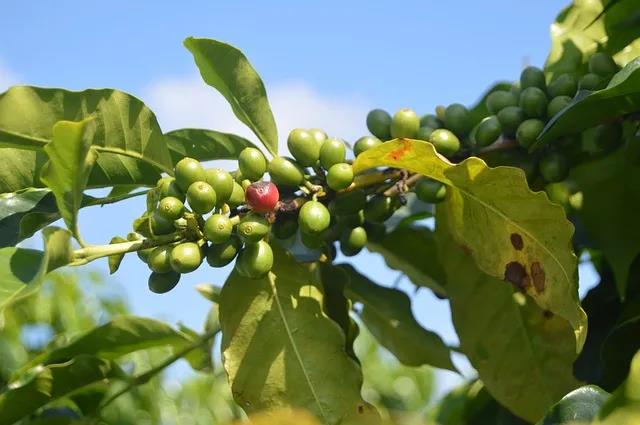 生態(tài)茶與咖啡：蘊(yùn)含其中的中西思維方式差異